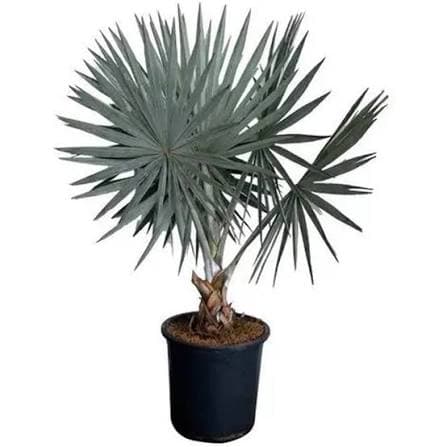 Palmeira azul