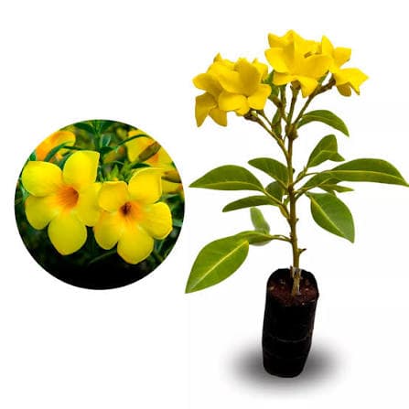 Alamanda amarela