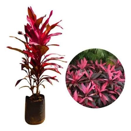 Dracena Cordeline