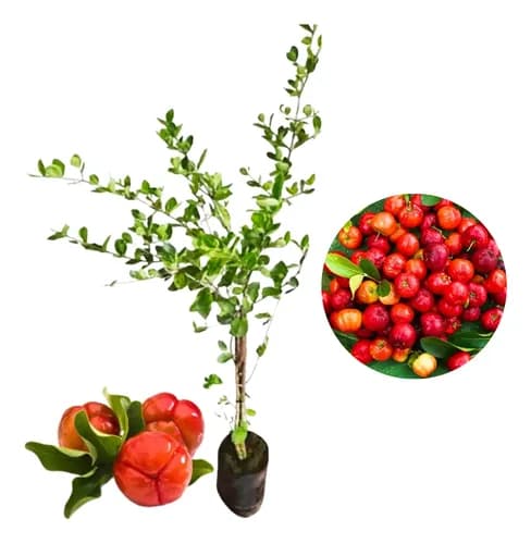 Acerola