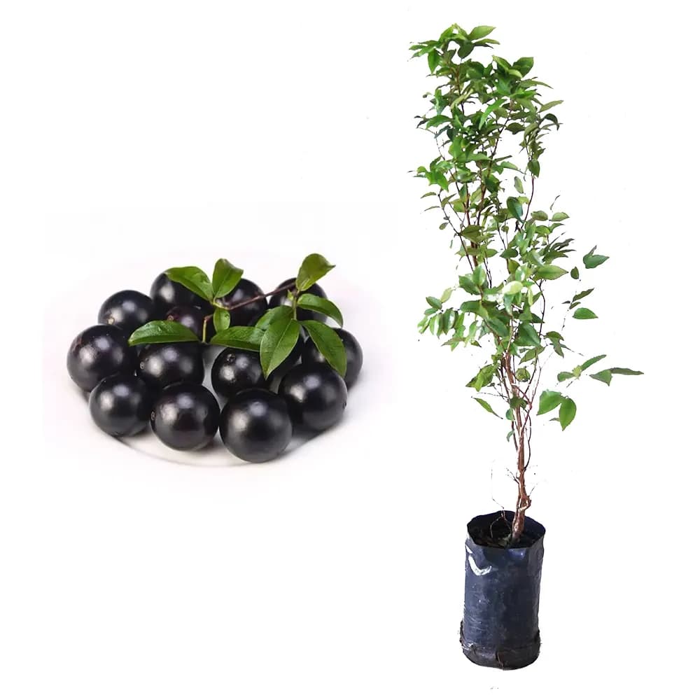 Jabuticaba