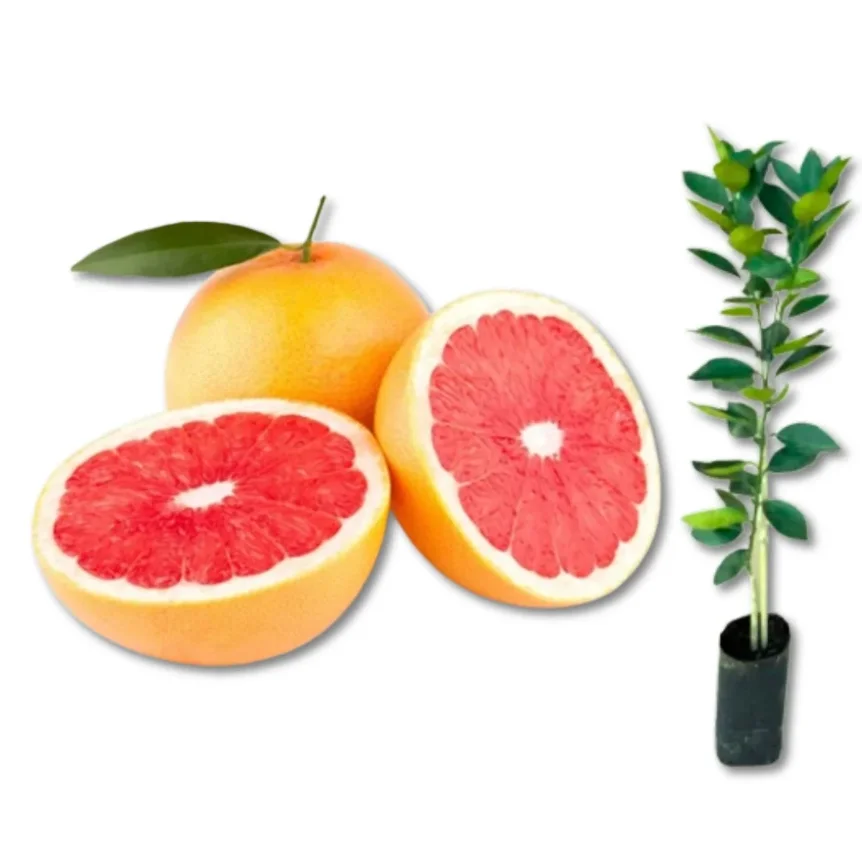 Laranja Bahia