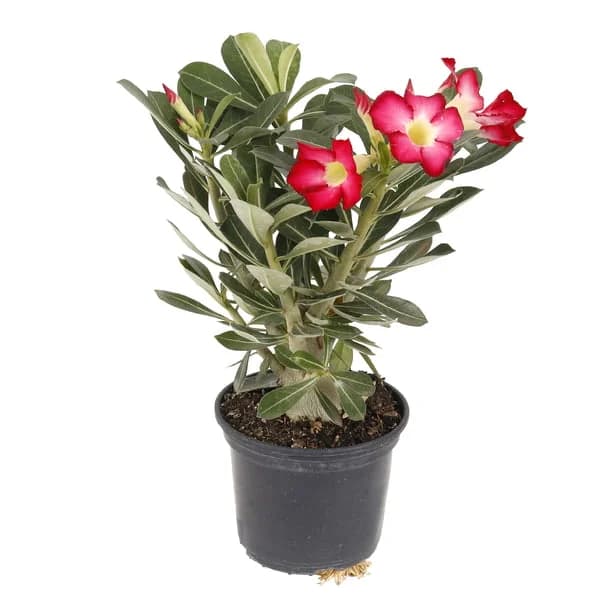 Rosa do deserto