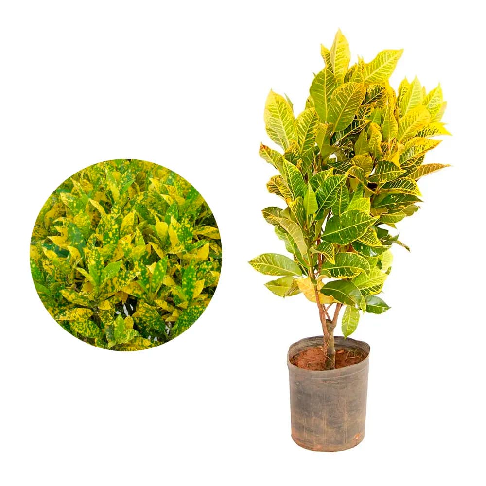 Croton