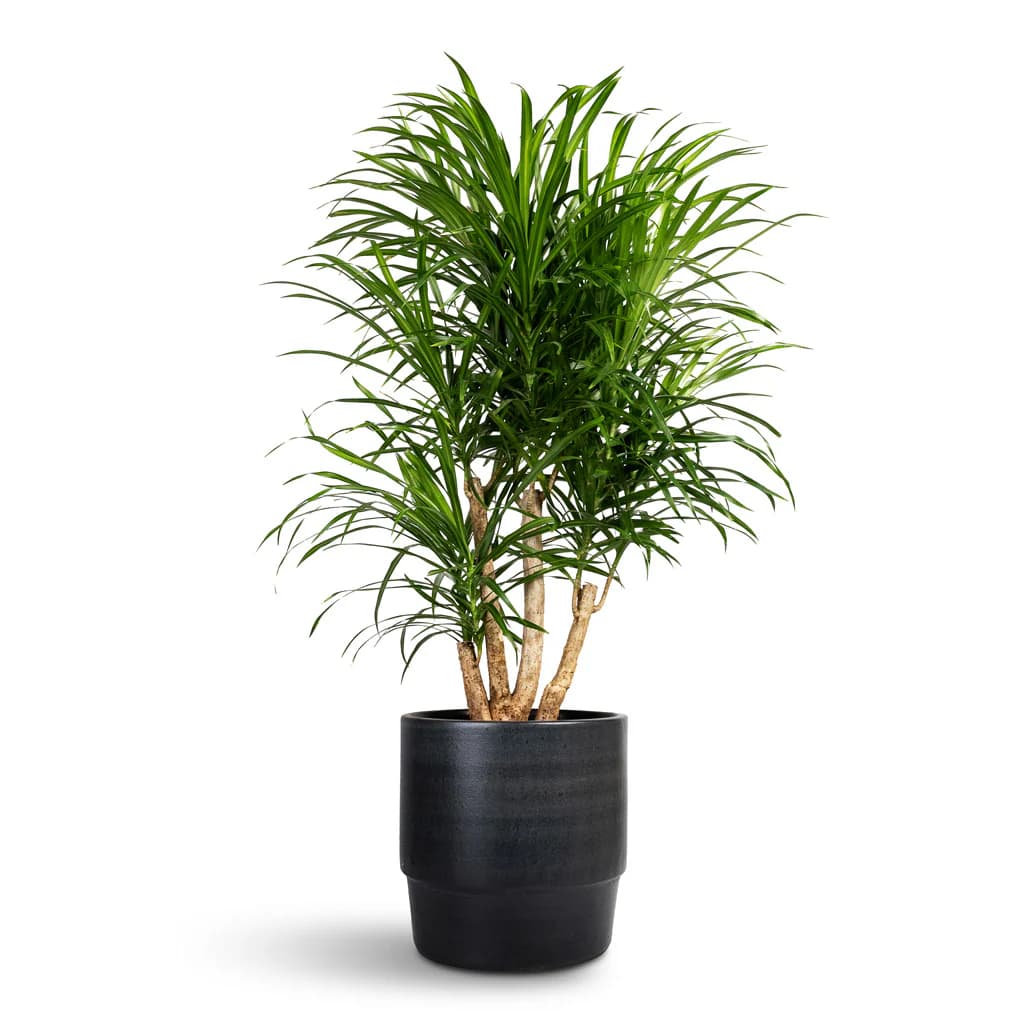 Dracena fita