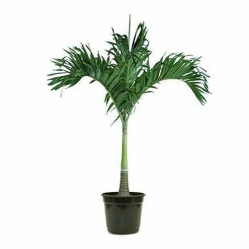 Palmeira Hawai