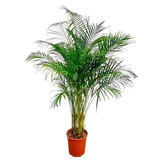 Palmeira Areca