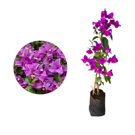 Bougainville