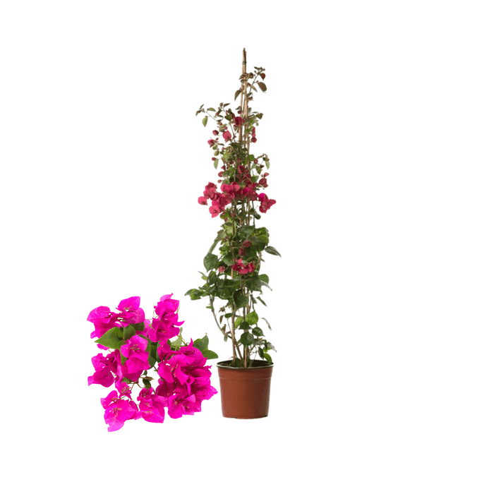 Bougainville trepadeira