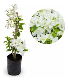 Bougainville bola