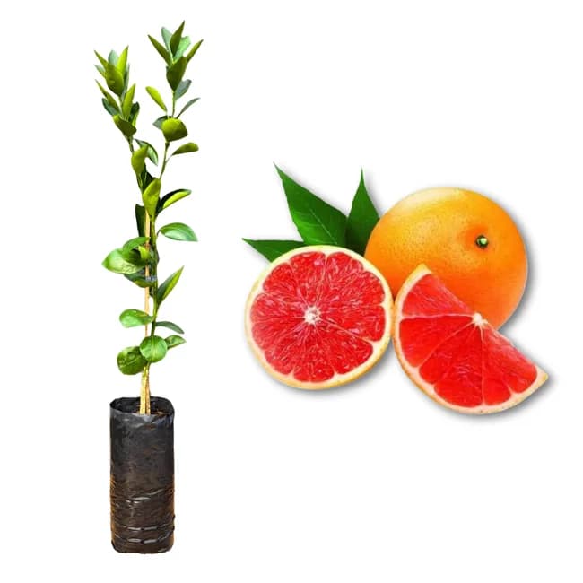 Laranja Sanguínea